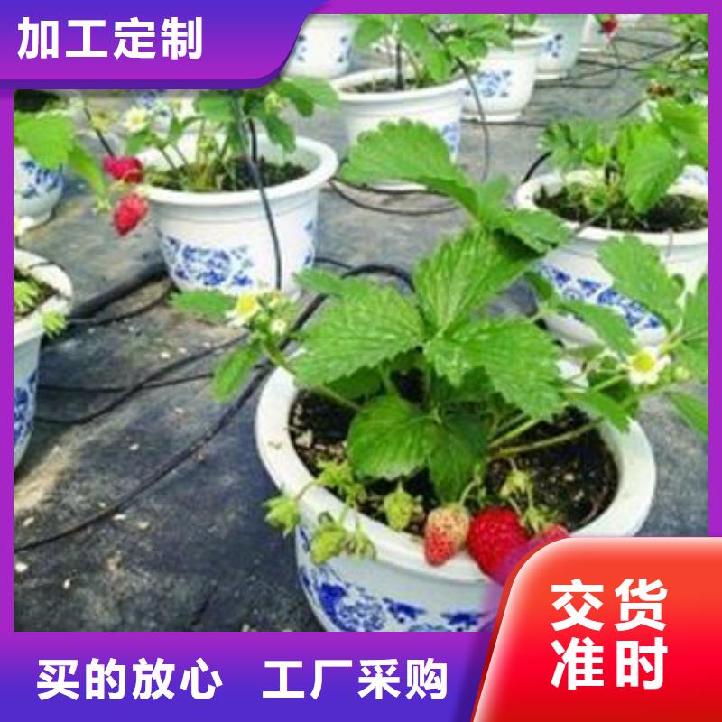草莓苗桃树苗精心