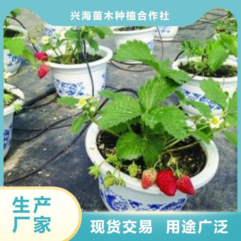 草莓苗-核桃苗信誉至上