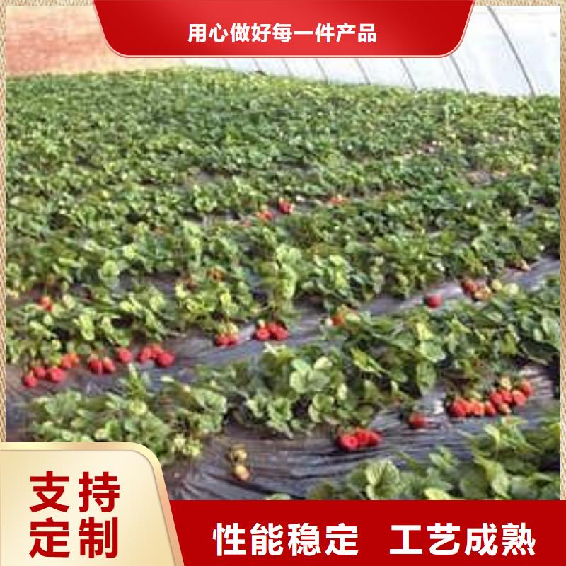 草莓苗蓝莓苗免费获取报价