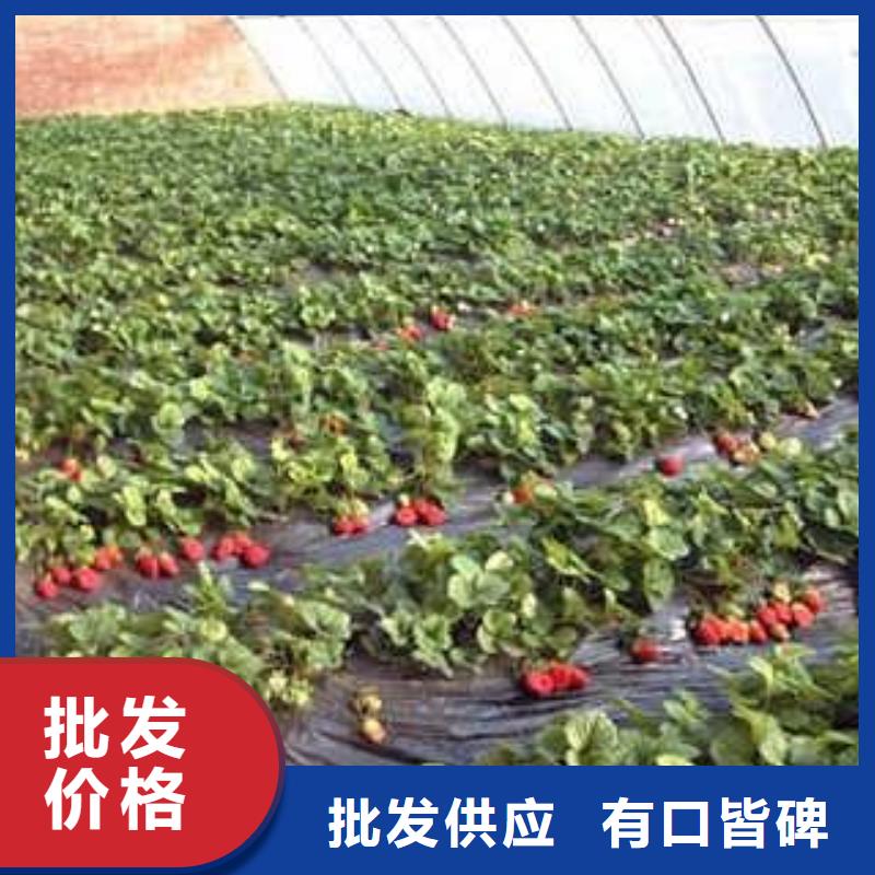 草莓苗-核桃苗信誉至上