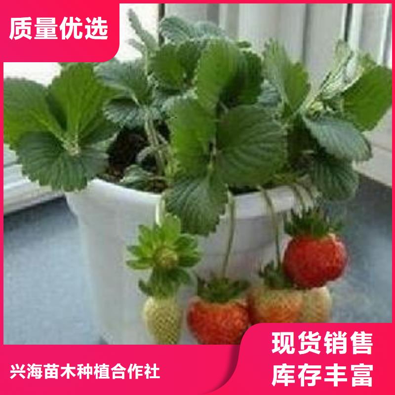 草莓苗桃树苗精心