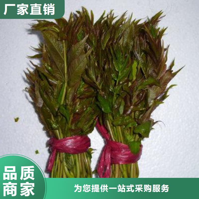 板栗苗视频-板栗苗|山西省晋中市|灵石|左权|朔州|大同|临汾|阳泉|长治|运城|晋城