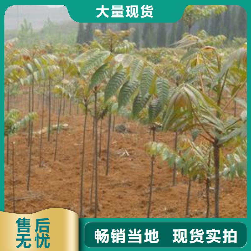香椿苗桃树苗大量现货