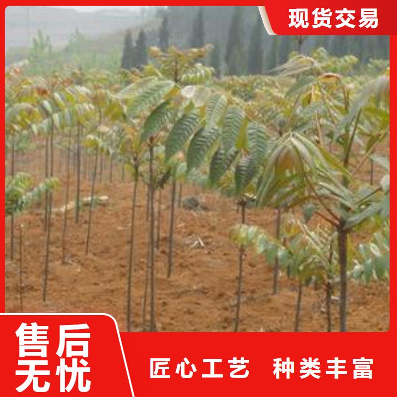 香椿苗李子苗专注质量