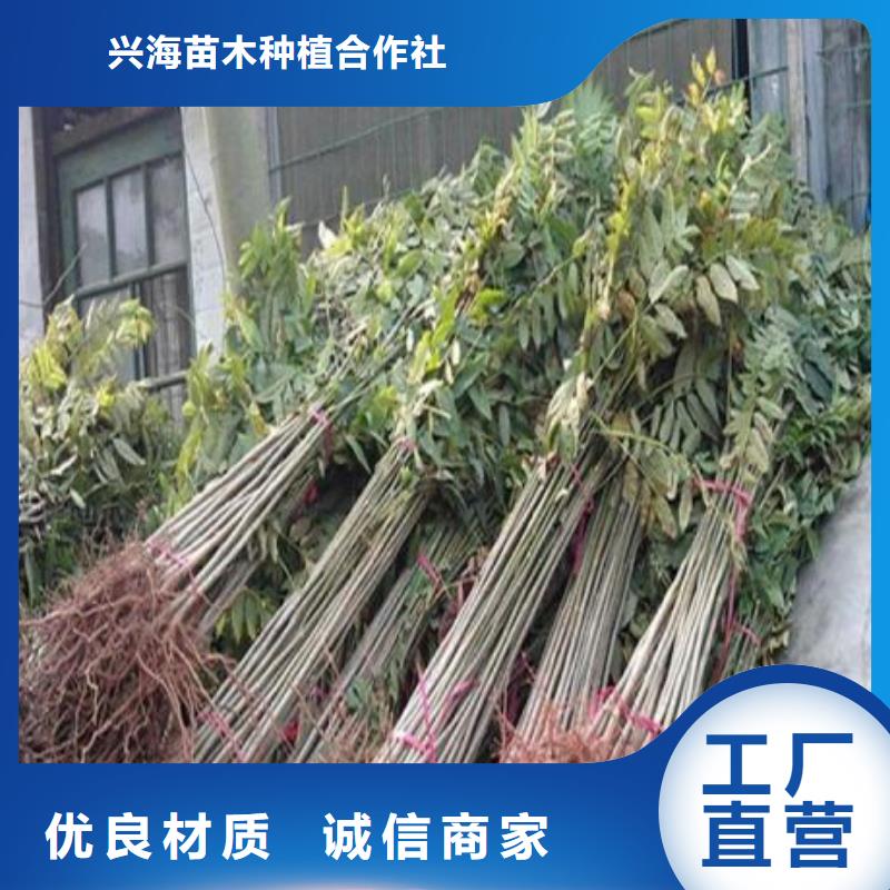 板栗苗兴海【香椿苗】-核桃苗保障