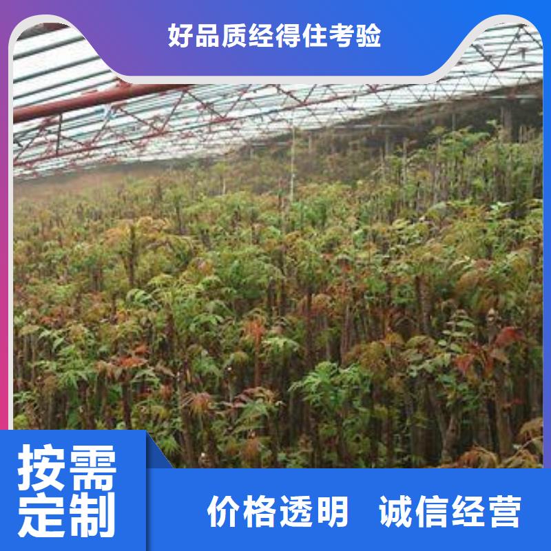香椿苗桃树苗大量现货