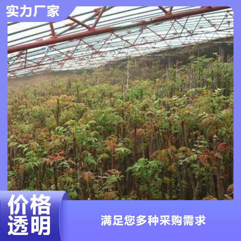 香椿苗_梨树苗免费寄样