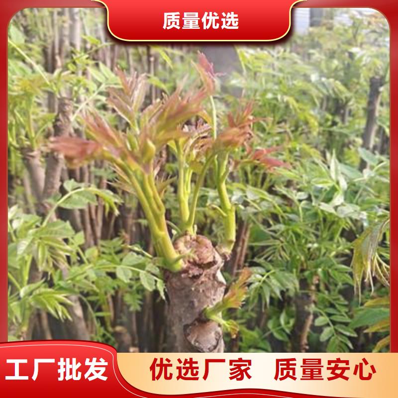 板栗苗兴海【香椿苗】-核桃苗保障