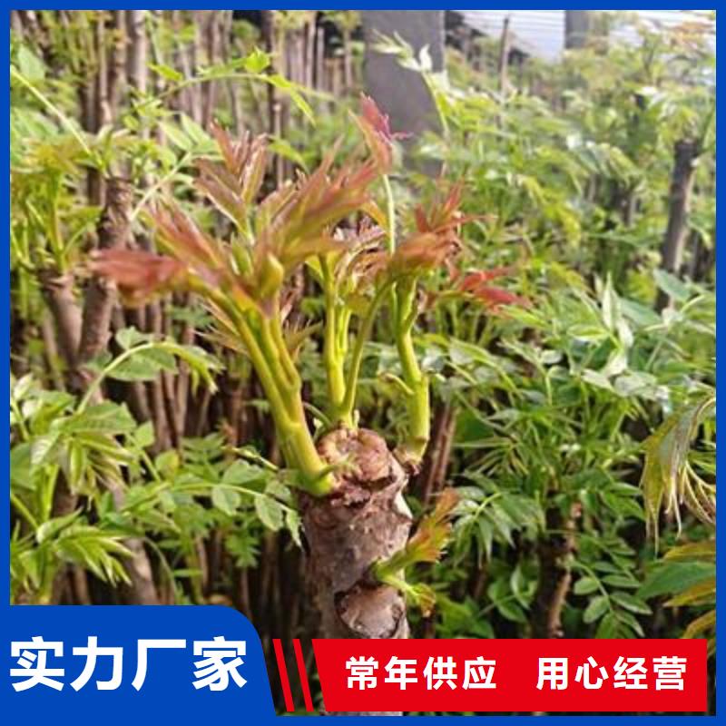 板栗苗视频-板栗苗|山西省晋中市|灵石|左权|朔州|大同|临汾|阳泉|长治|运城|晋城
