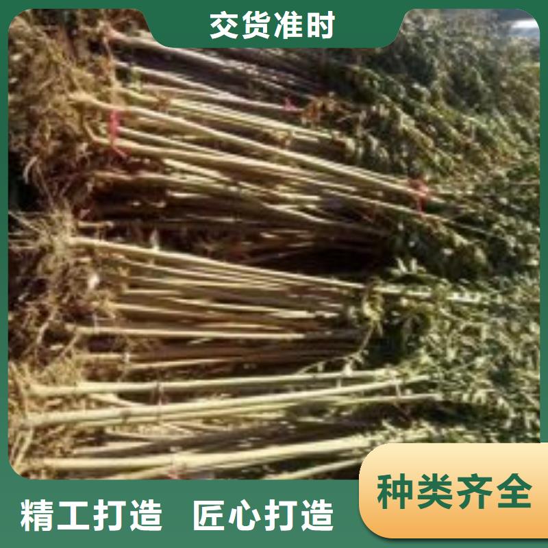 板栗苗兴海【香椿苗】-核桃苗保障
