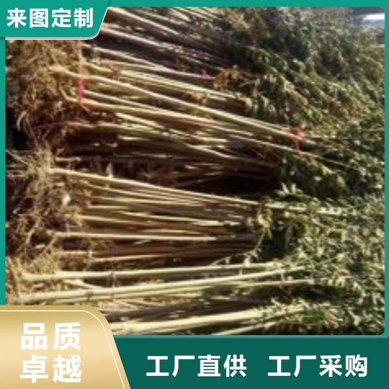 板栗苗视频-江西省景德镇市兴海板栗苗可服务区域珠山|昌江|九江|南昌|萍乡|宜春|抚州等