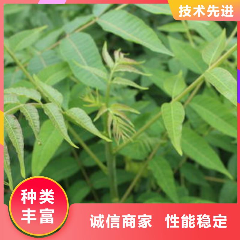 香椿苗_梨树苗免费寄样