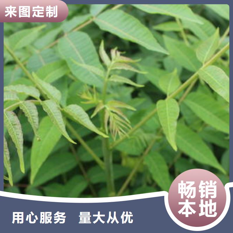 香椿苗_梨树苗免费寄样