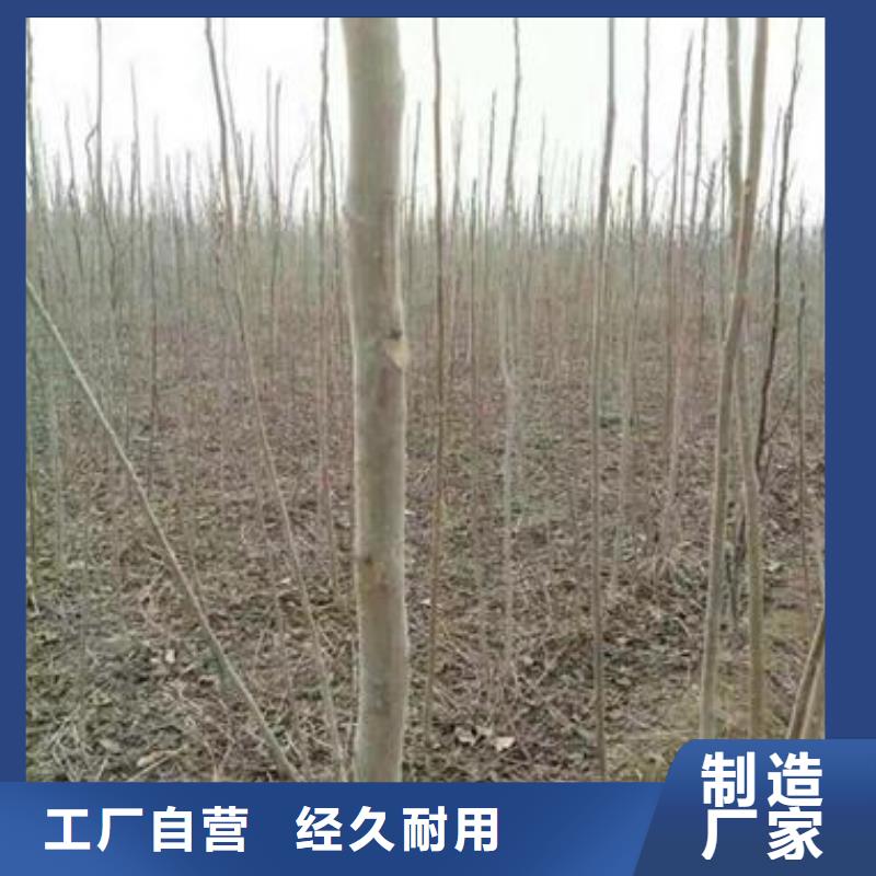 板栗苗视频-江西省景德镇市兴海板栗苗可服务区域珠山|昌江|九江|南昌|萍乡|宜春|抚州等
