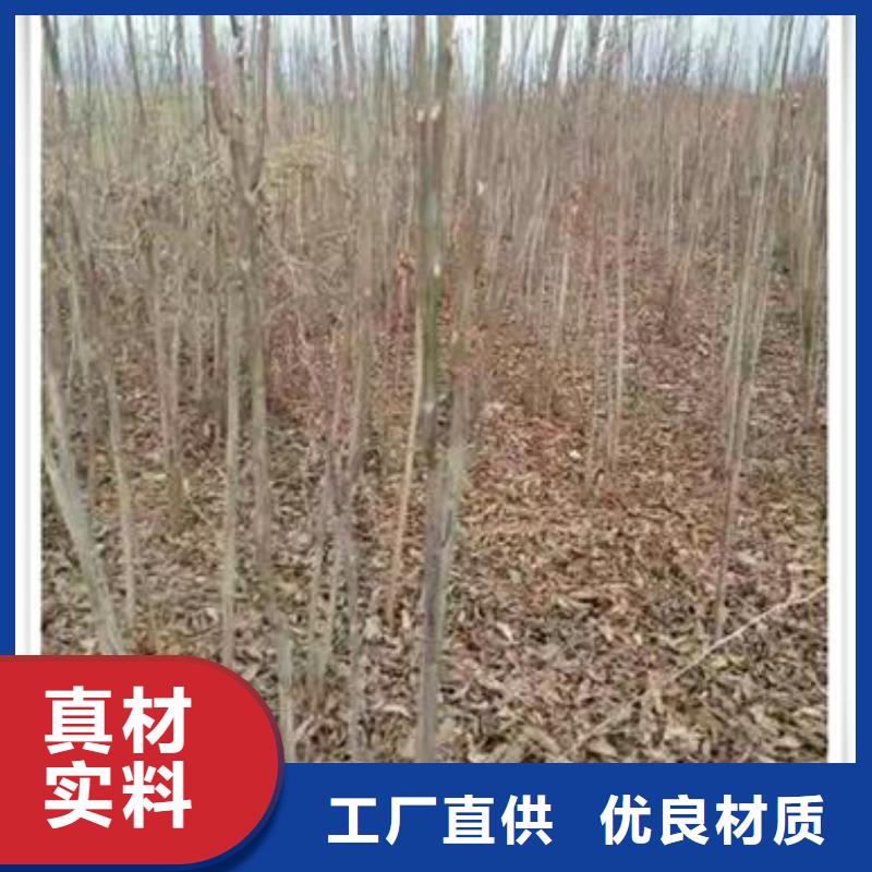 板栗苗兴海【香椿苗】-核桃苗保障