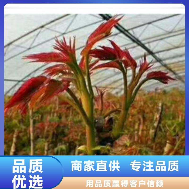 板栗苗兴海【香椿苗】-核桃苗保障