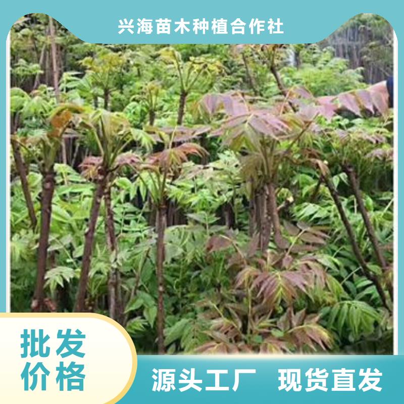 珠山|浮梁|新余|九江|萍乡|上饶|吉安香椿苗_【蓝莓苗】实力商家可定制有保障
