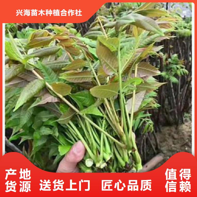 板栗苗视频-江西省景德镇市兴海板栗苗可服务区域珠山|昌江|九江|南昌|萍乡|宜春|抚州等