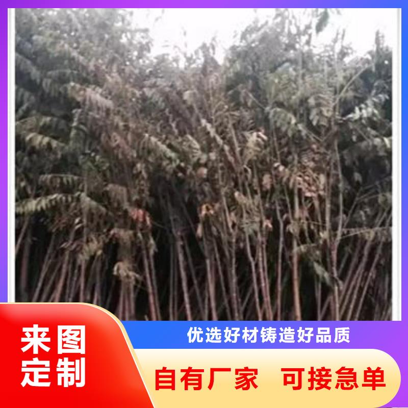 香椿苗_梨树苗免费寄样