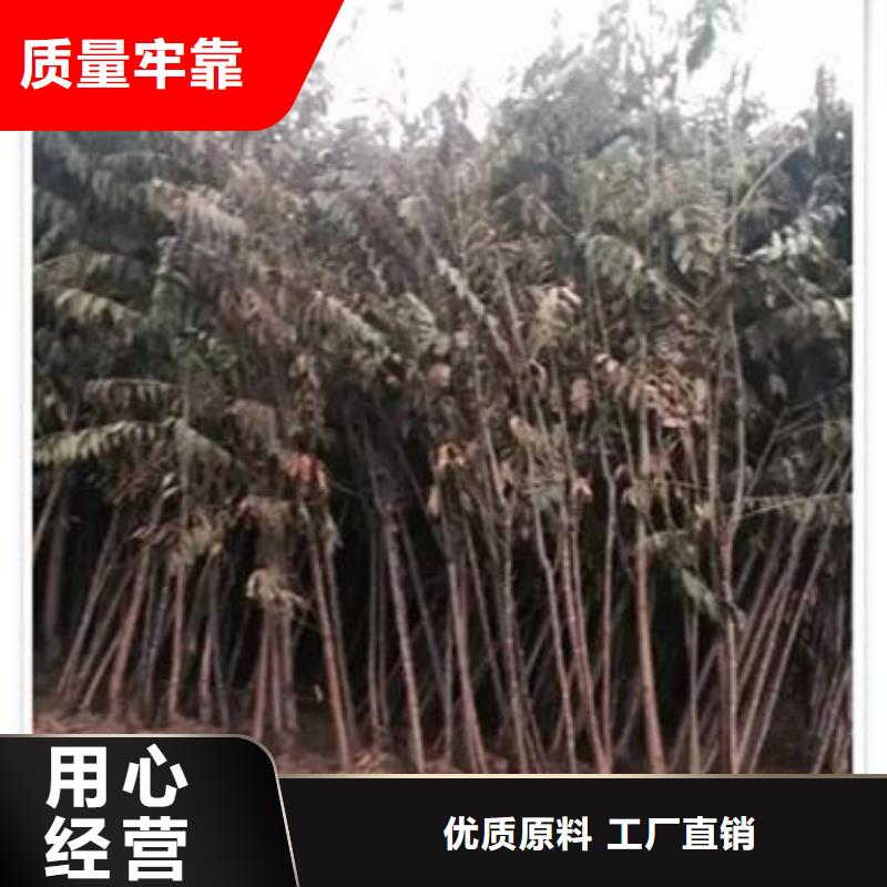香椿苗_梨树苗免费寄样