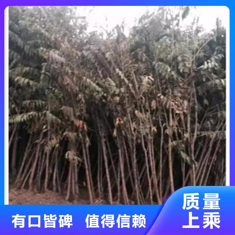 板栗苗兴海【香椿苗】-核桃苗保障