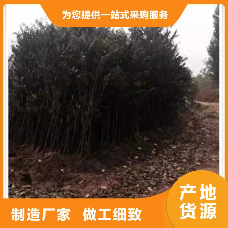 香椿苗桃树苗大量现货