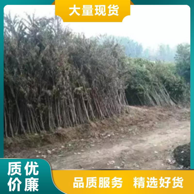 香椿苗_梨树苗免费寄样