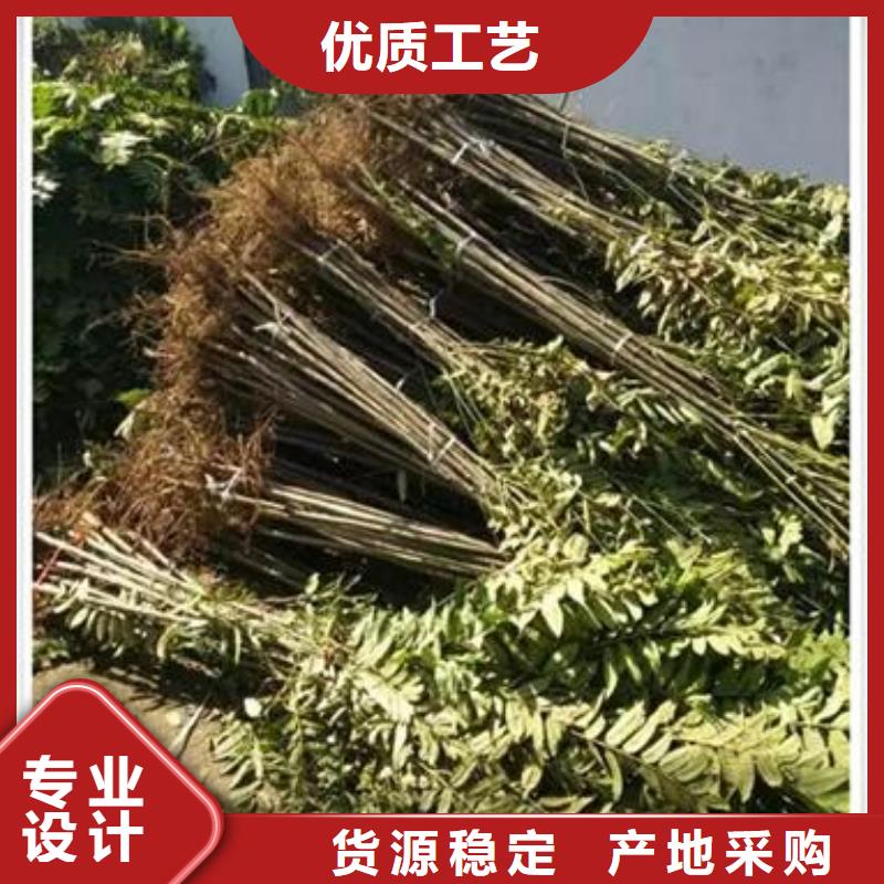 板栗苗视频-江西省景德镇市兴海板栗苗可服务区域珠山|昌江|九江|南昌|萍乡|宜春|抚州等