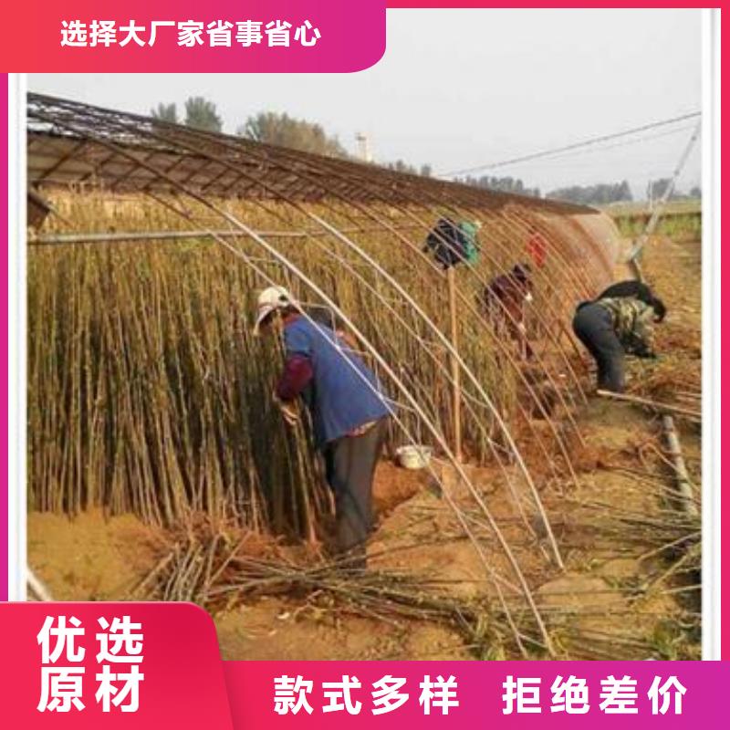 板栗苗视频-板栗苗|山西省晋中市|灵石|左权|朔州|大同|临汾|阳泉|长治|运城|晋城