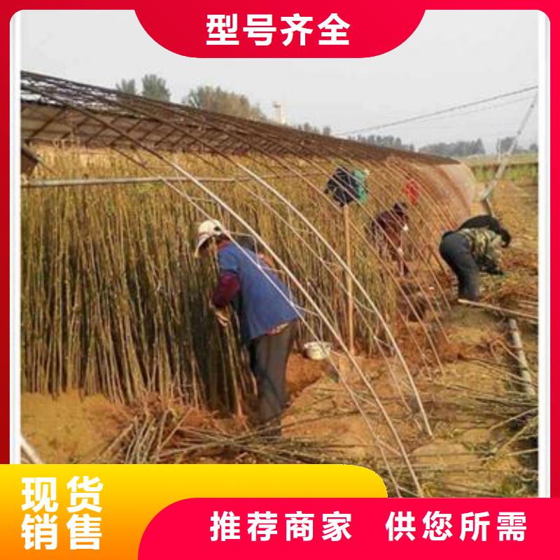 板栗苗兴海【香椿苗】-核桃苗保障