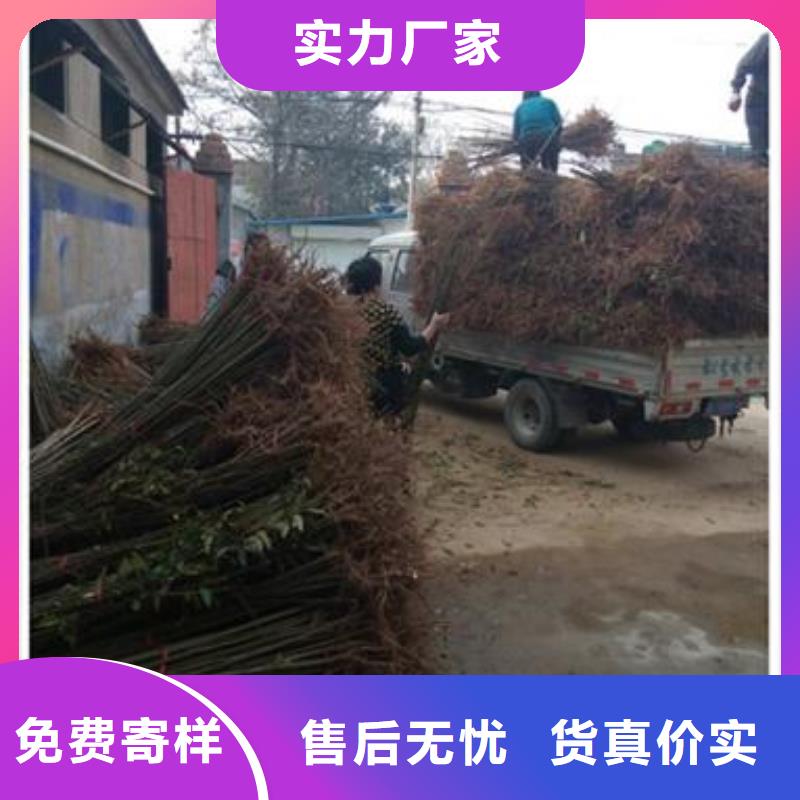 板栗苗视频-江西省景德镇市兴海板栗苗可服务区域珠山|昌江|九江|南昌|萍乡|宜春|抚州等