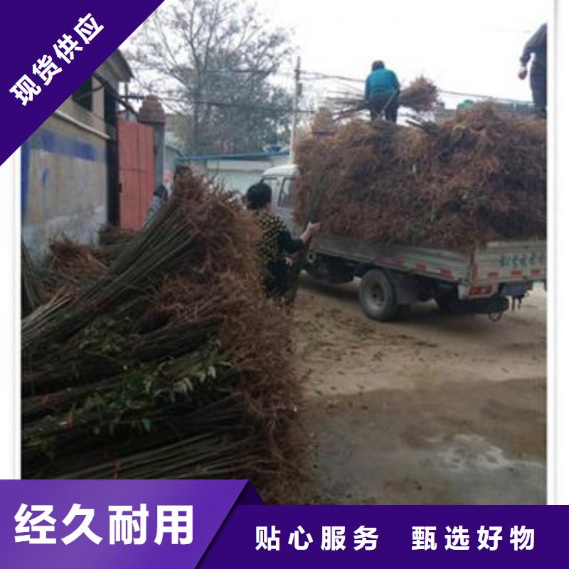 香椿苗_梨树苗免费寄样