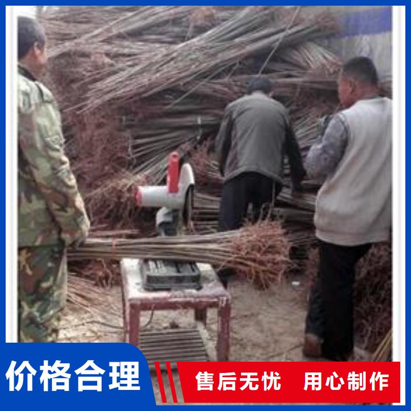 香椿苗_梨树苗免费寄样