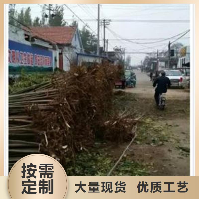 香椿苗_梨树苗免费寄样