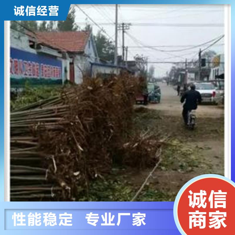 香椿苗_梨树苗免费寄样