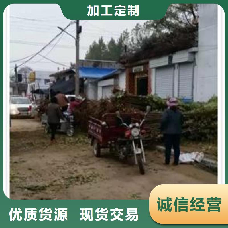 香椿苗_梨树苗免费寄样