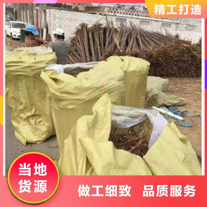 香椿苗李子苗专注质量