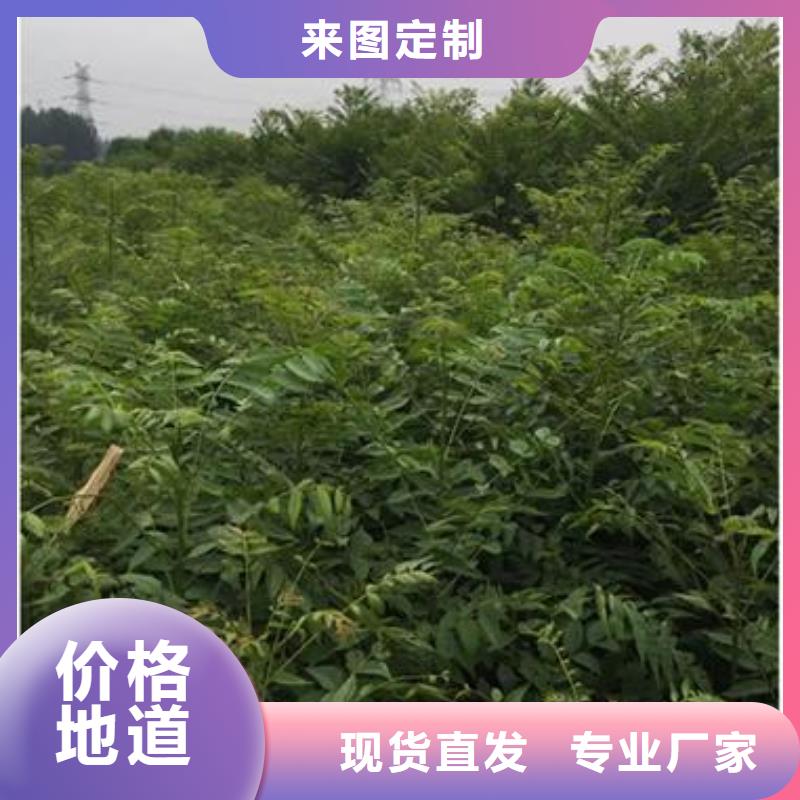 香椿苗_梨树苗免费寄样