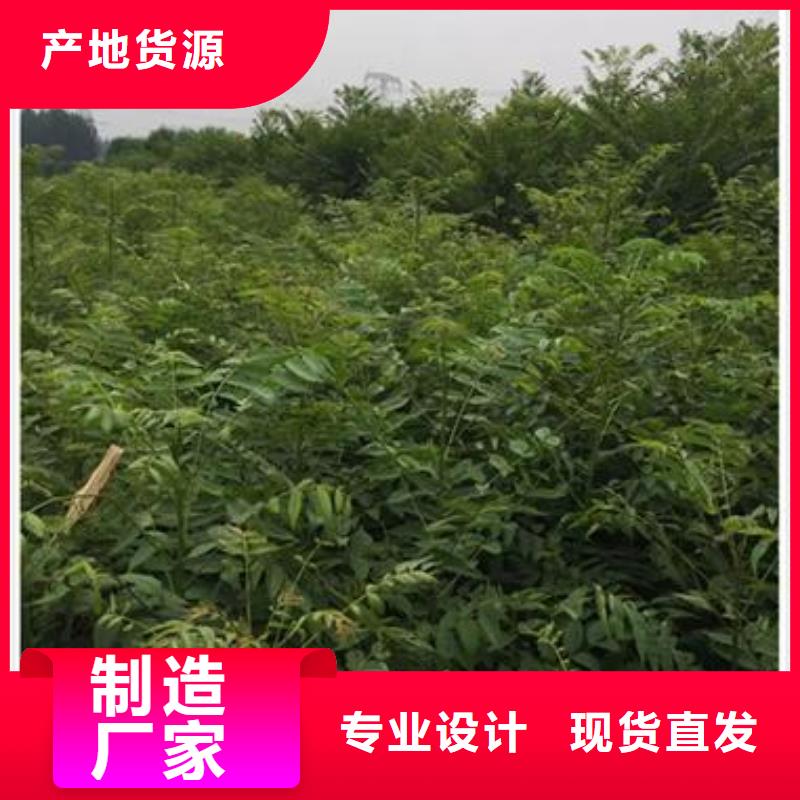 香椿苗_梨树苗免费寄样