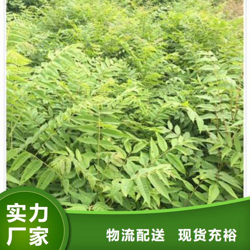 香椿苗_梨树苗免费寄样