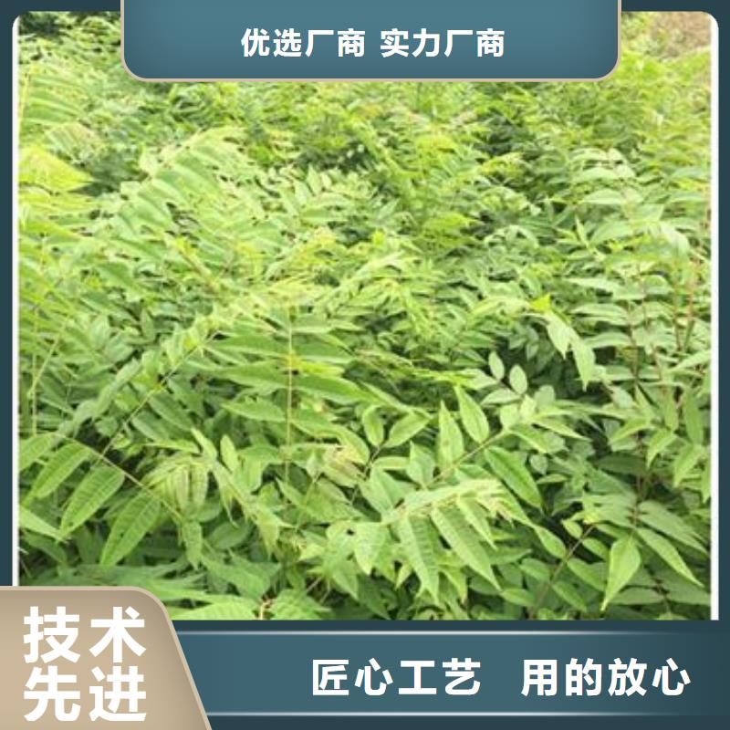 香椿苗_梨树苗免费寄样