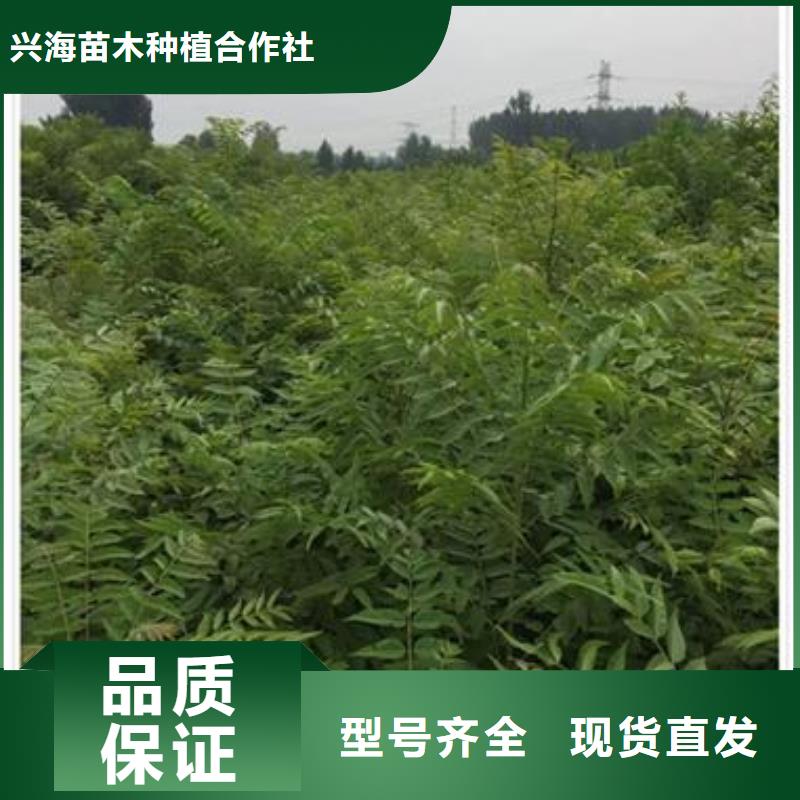 香椿苗_梨树苗免费寄样
