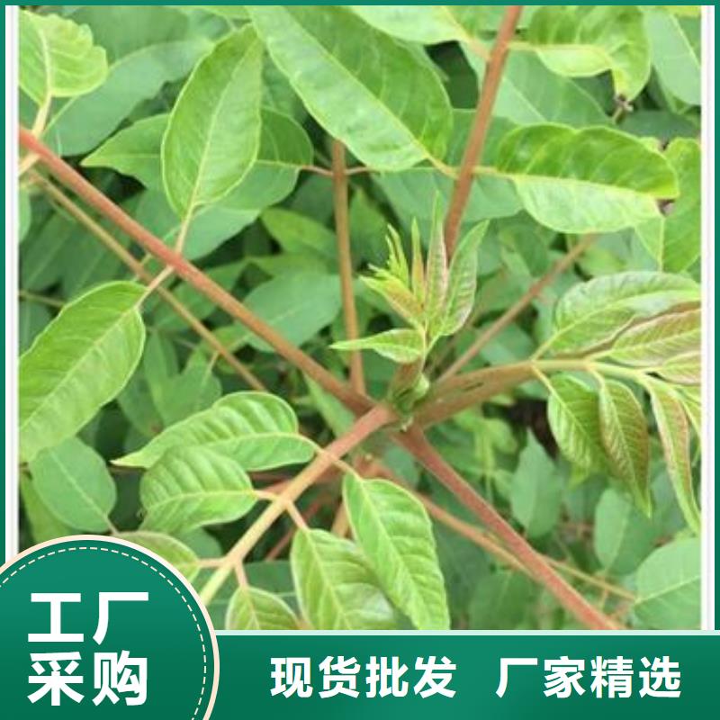 板栗苗视频-江西省景德镇市兴海板栗苗可服务区域珠山|昌江|九江|南昌|萍乡|宜春|抚州等