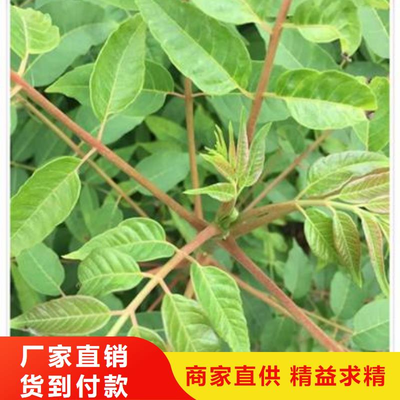 板栗苗兴海【香椿苗】-核桃苗保障