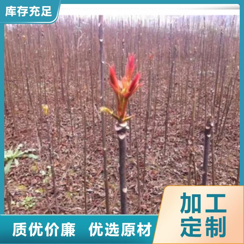 板栗苗兴海【香椿苗】-核桃苗保障