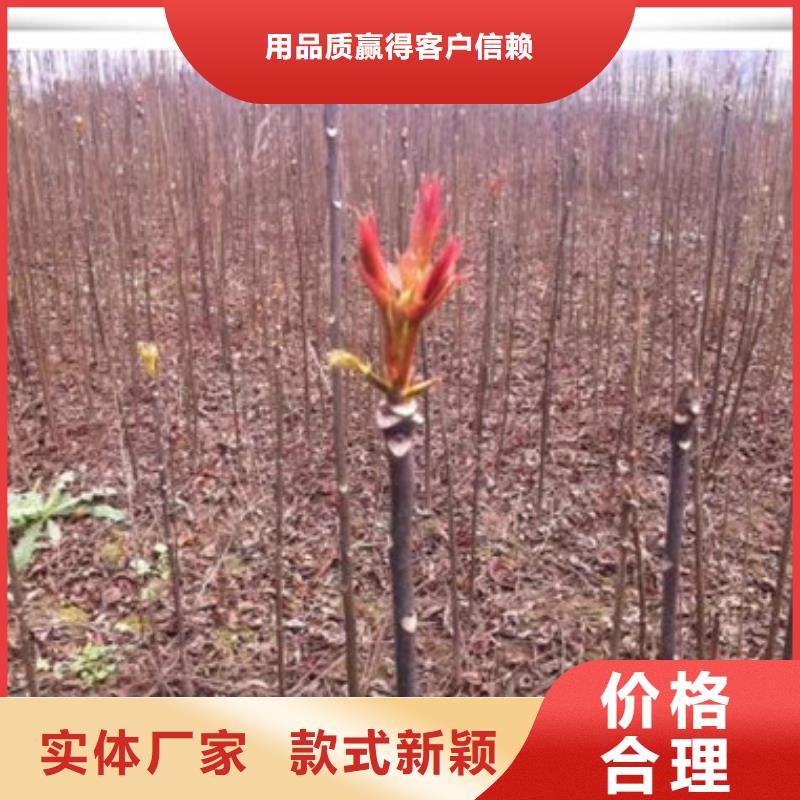 香椿苗_梨树苗免费寄样