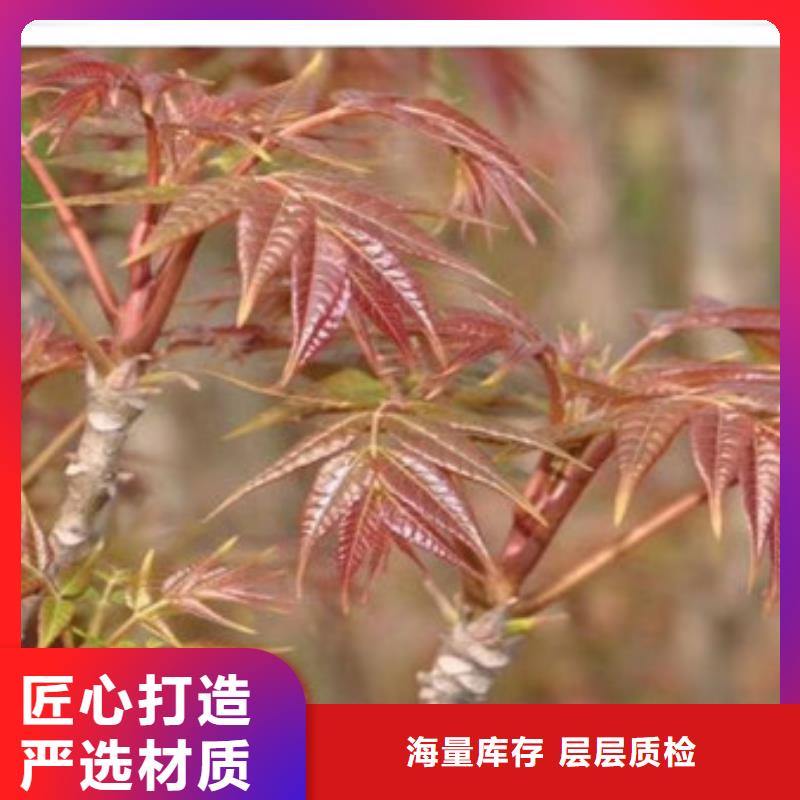 香椿苗_梨树苗免费寄样