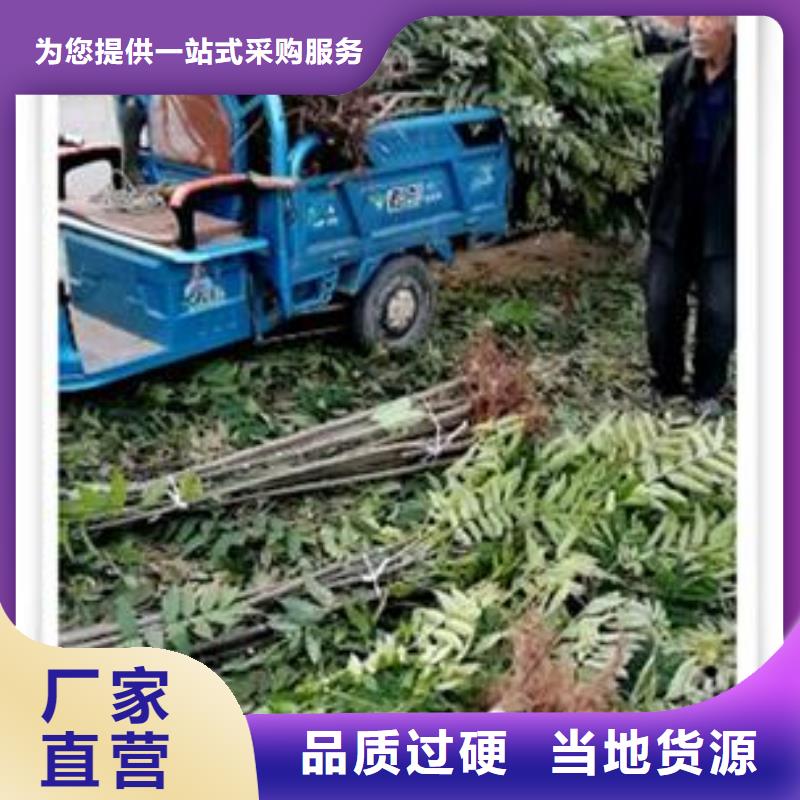 珠山|浮梁|新余|九江|萍乡|上饶|吉安香椿苗_【蓝莓苗】实力商家可定制有保障