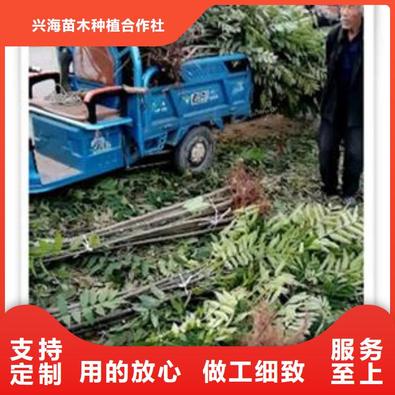 香椿苗_梨树苗免费寄样