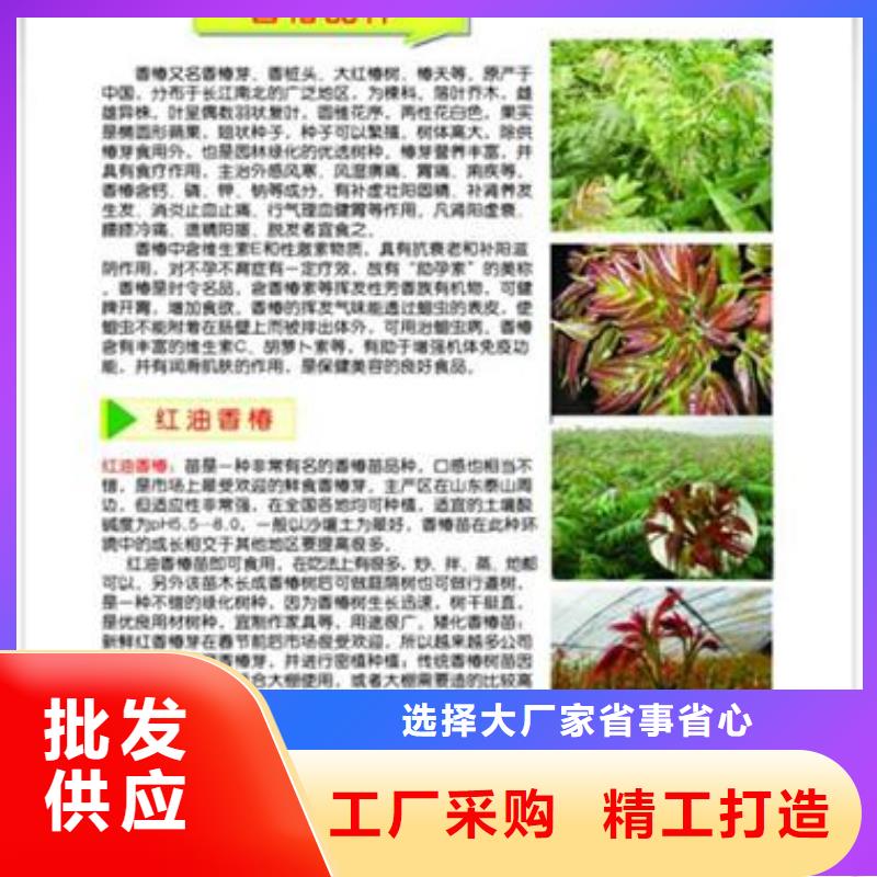 香椿苗_梨树苗免费寄样